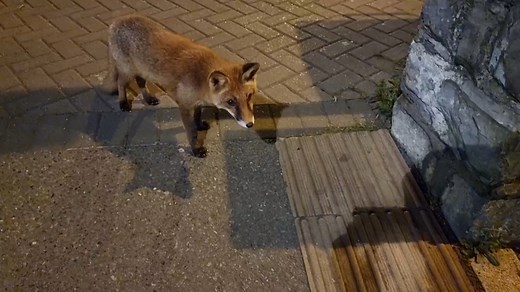 5.6K views · 394 reactions | This fox made a friendship with Kuevasss力 #Foxes #foxoftheday #fox #foxesofinstagram | Save The Foxes | Facebook
