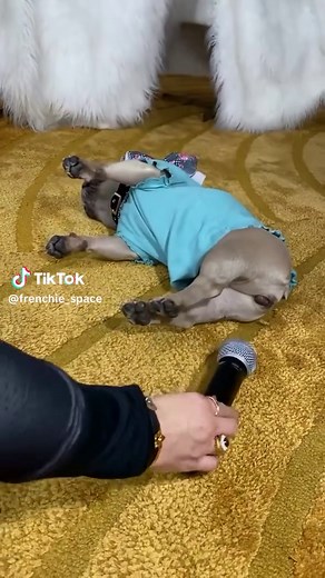 French Bulldog Farting Moments: Laugh with These Pups