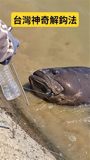 #Taiwan's magical hook removal method #How to remove a magic hook #fishing videos from youtube #l...