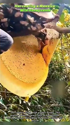 Harvesting a Massive Wild Honeycomb