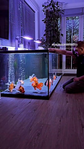 Dinner Time for Jumbo Oranda: Feeding and Care Tips for Goldfish!