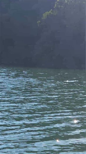 Lake Watauga, TN #nature #naturelovers #mountains #tree #lake #water #views #view #boating