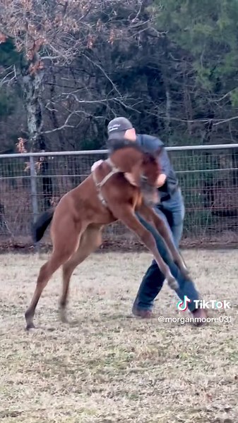 Foal Halter Breaking Guide by Morgan Moore