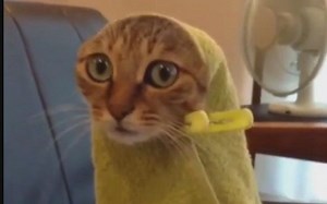 搞笑猫咪集锦-2016(Funny Cats Compilation 2016 - Best Funny Cat Vid