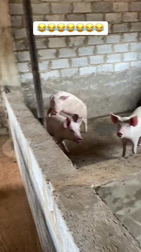 Playful Young Pigs Having Fun in a Rustic Barn