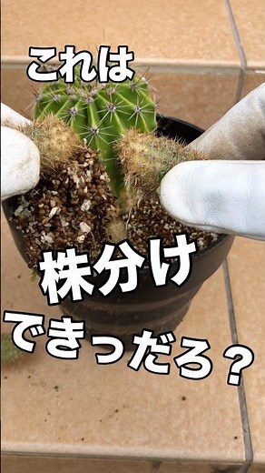 【サボテン】ボツボツがデカくなってきたら取ってみたら確信した #サボテン #株分け #ガーデニング