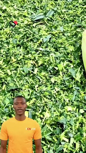 2500kgh 3800kgh Corn Stalk Silage chopper #fcnfm #silagechopper #haycutter #machine #feeding #tiktok #fyp