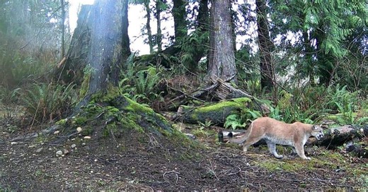 Whatcom County cougar activity ramping up; here's what to do during an encounter - NewsBreak