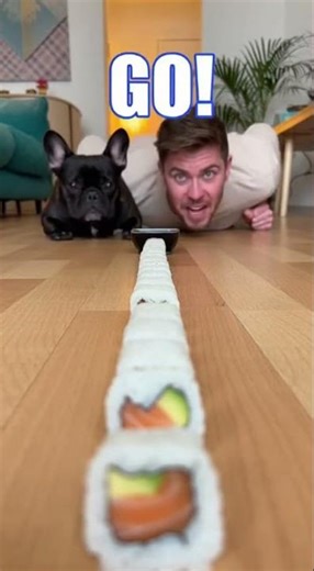 My Husband Challenged Our Labrador… I Can’t Stop Laughing 😂