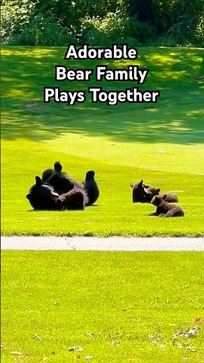 Mother Bear and Her Cubs Frolick Together on Golf Course