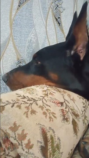 He Heard Something… and He Doesn’t Like It - Doberman Growling After Hearing a Strange Sound