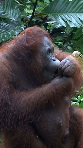 Have You Heard This Orangutan Sound? #shorts