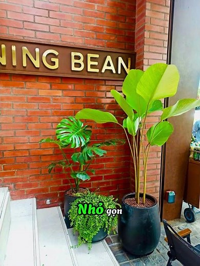 Giới thiệu những mẫu chậu cây phong thuỷ phù hợp mọi kiểu văn phòng #chothuecayxanh#thicongsanvuon