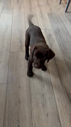 Mio marito ed io abbiamo sempre avuto un amore sconfinato per i Golden Retriever e per i Labrador. A tal punto da sbavare ogni santa volta dietro chi ne possiede uno. Ma abbiamo sempre, risolutamente rinunciato, per 19 anni, e per i più svariati motivi. Fino ad ora. Era giunto il momento. È giunto il momento. La nostra vita non è più e non sarà più la stessa. E noi siamo completamente, irrimediabilmente, entusiasticamente rincitrulliti. Nel senso che abbiamo perso la brocca. Totale. Date il benv