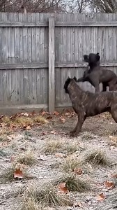Cougar and Guard Dogs Clash in Suburban Yard Boulder, Colorado — November 18, 2025 A terrifying encounter occurred in a quiet neighborhood when a mountain lion wandered into a residential backyard, leading to a violent confrontation with three protective guard dogs. The homeowner's security camera captured the heart-pounding moments as the wild predator faced off against the large family pets in a confined space. The footage shows the large cat cornered against a wooden fence as the dogs surroun