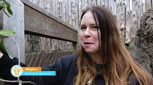 18K views · 824 reactions | WATCH – MEET UCHE: In today's edition of #BringTheZooToYou, Animal Care Supervisor Megan L. introduces you to one of the coolest animals around – the okapi! Uche is one of four okapi that call the Dallas Zoo home. He may look kinda like a zebra, but listen as Megan explains which animal he's actually related to. | Dallas Zoo | Facebook