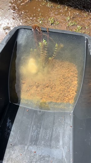 水換え作業動画 水草生えてる時はこんな感じで ななめにしてやってるよ！！ 水草はお店で購入した オレンジミリオフィラム🌿‬ #メダカ #めだか #メダ活 #メダカ沼 #メダカ飼育 #メダカ好きと繋がりたい #メダカ仲間募集 #アクアリウム #メダカ女子 #あめりうむ #静岡メダカ #静岡県