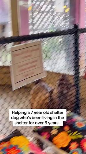 Helping out Rebel at the shelter. | The Dog Daddy