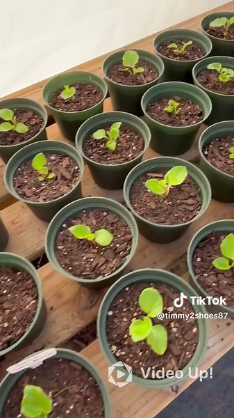 #tictok #plants #greenhouse #smallbusiness #love #spring #gardening #flowers
