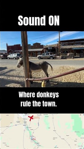 Meeting the Oatman Donkeys — Arizona’s Wild West Welcomers! 🤠🌵