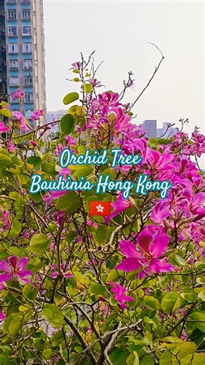 adalah Hong Kong Orchid Tree atau yang secara ilmiah dikenal sebagai Bauhinia × blakeana.