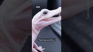White baby alligator born in the US. #Shorts #Alligator #BBCNews - The Global Herald