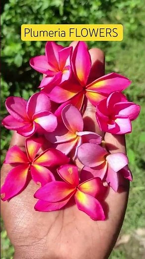 🌸 Plumeria Winter Survival Guide (UK, US, Europe 🌸 #Plumeria #UKGardening #IndoorPlants #Frangipani