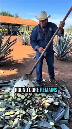 This Plant Makes Tequila 😲🌵