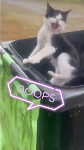 Funny Cats Compilation 😹 | Hilarious & Cute Cat Moments That Will Make You Laugh