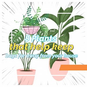 11K views · 273 reactions | 8 Best. Plants that help keep bugs far away from your house. | All about health and nutrition | Facebook