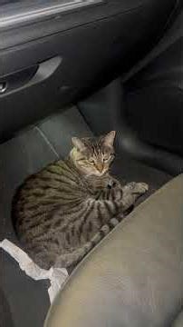 Audi A3 Install mirror light