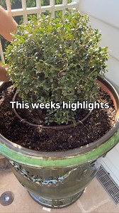 ANOTHER BIG WEEK COMPLETE - heaps of action in some fabulous gardens again….. trimming galore in a 2 year old garden I designed & built and more potting up & planting in one of my current special projects we have been working on for a while Need a rest now and looking forward to the weekend. #andrewstark #andrewstarkgardens #andrewstarkgardendesign #gardendesign #gardendesignmelbourne #hedges #topiary #pruning #gardenreno #gardenrenovation #gardenlovers | Andrew Stark. Garden Design