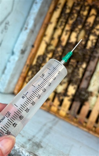 Boom! Last treatment of oxalic acid dribble to get rid of mites is done - later than ever this year as I was waiting for the last of the brood to emerge. Just have to count how many dropped, mostly to make sure treatment was a success. 🐝👊 It is so important to understand mites and monitor their presence in your colonies as they are a massive threat to the bees. Mites suppress their immune systems and transmit viruses through the wounds they create, which sicken and kill them. When mites feed o