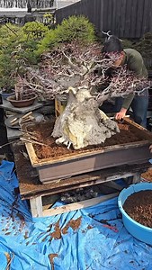 Repotting a colossal Japanese maple🏯 The Shishigashira Japanese maple, or Lion’s Head, is prized for its dense, crinkled foliage and sculptural appearance. Massive trunks are rare due to the tree’s slow growth and Japan’s focus on refined proportions but this one stands out with its beautiful taper and strong presence. 🇯🇵This specimen comes from @meijuen8888 a renowned bonsai nursery in Edogawa, Tokyo. #JapaneseMaple #BonsaiJapan #MapleBonsai #repotting #bonsai #BonsaiSociety #BonsaiArt | Bon