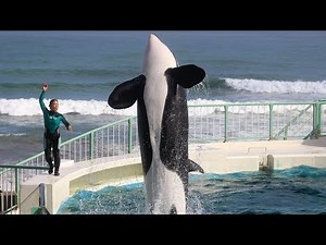 シャチパフォーマンス3回目（13：00～の部）修正版 オーシャンスタジアム 鴨川シーワールド 2019/7/27