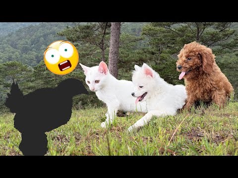 Adorable reactions of dogs and cats when meeting "alien animal" - funny animal