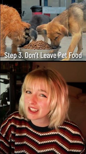 How to Survive a Coyote Attack #shorts