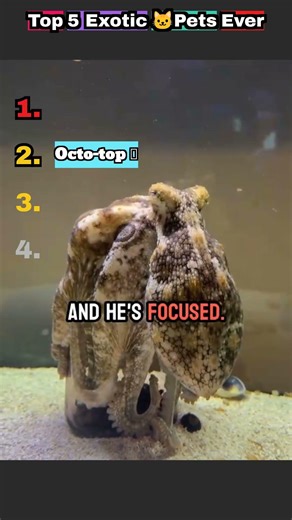 Top 5 exotic pets ever!!! #cute #pets #funnyanimals #funny #animals #iguana #octopus #meme #memes