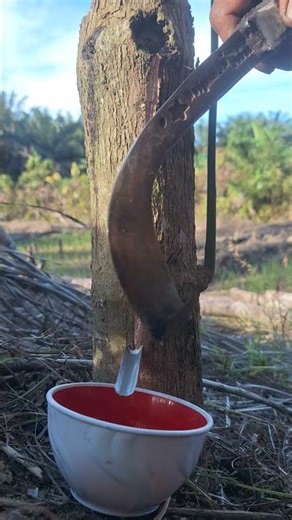 looking for sap using a rubber knife