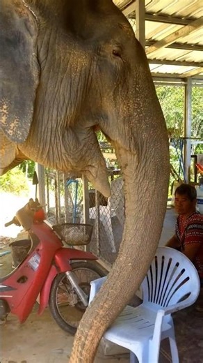 Elephant Jungle Sanctuary in Phuket, Thailand!