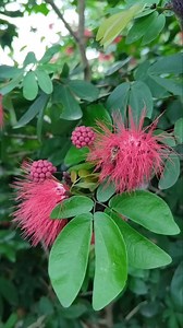 15 reactions | #beautifulflowersalongtheway calliandra haematocephala "Red Powder Puff"  | Vivian Mislang | Facebook