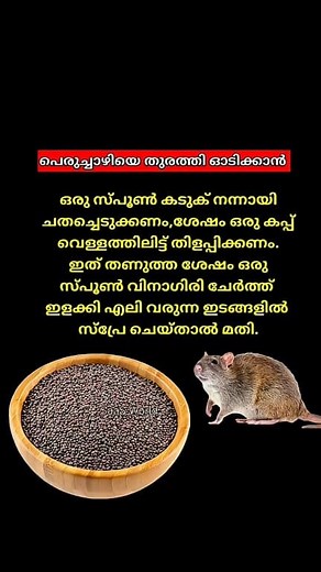 375K views · 1K reactions | Rat removal tips #Ratremovaltips | SaaS World | Facebook