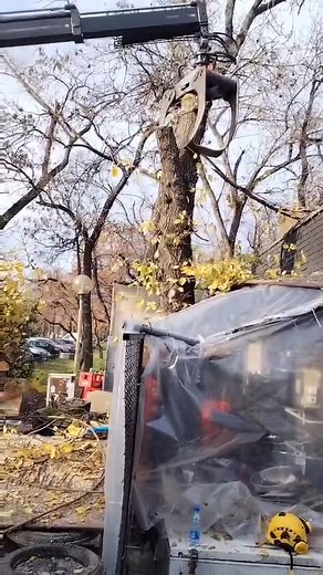 🦅0656411490 #treeclimbing #treework #srbija #beograd | ArboTim Seča Visokih Stabala