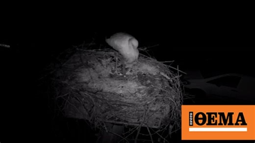 Ο πελαργός που αψηφά το κρύο και μένει στη Φιλιππιάδα για να προστατεύσει τη φωλιά του