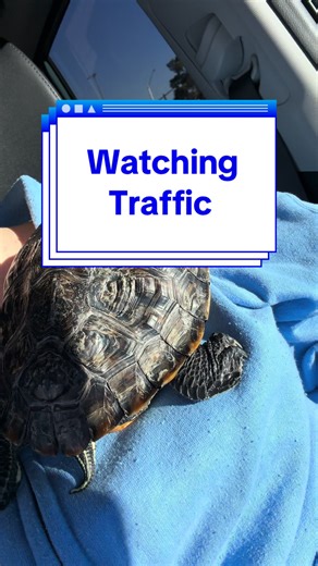 Watching Traffic #SplashTheeTurtle #Turtle #Reptile #Funny #Traffic