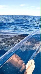 269K views · 3.3K reactions | Transparent kayak in deep water really does hit different #deepseadiving #oceanlover #seacreatures #oceanvibes #reels #reelsfb | Ocean Adventure | Facebook