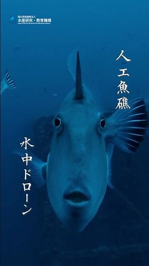 【1/27公開】水中ドローンで解明する-人工魚礁の効果とは？