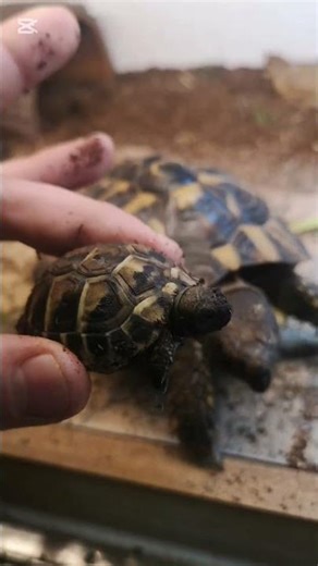 The tiniest tortoise #reptileroom #tortoise #small #hermannstortoise
