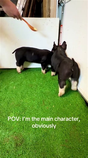 Behind the Scenes of a Stock Show Life with Show Pigs