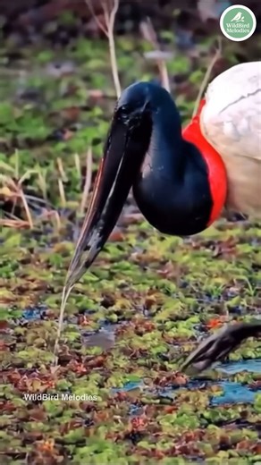 Bird Sounds | Relaxing Nature Chirping Compilation (No Music) #BirdSounds #BirdSongs